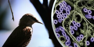 Trump Administration Introduces New Bird Flu Strategy