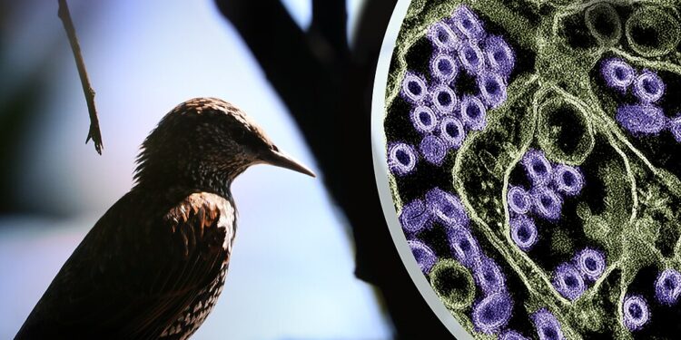 Trump Administration Introduces New Bird Flu Strategy