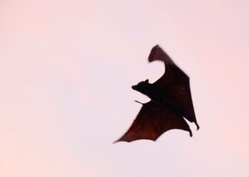 Scientists Find New Bat Coronavirus