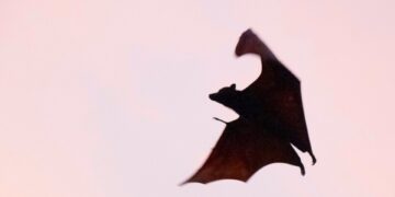 Scientists Find New Bat Coronavirus