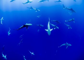 Marine Attacks Hit Record Lows Across The Globe