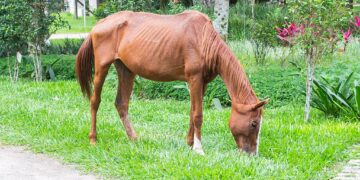 Which Disorder Involves A Persistent Fear Of Weight Gain, Often Causing Malnutrition?