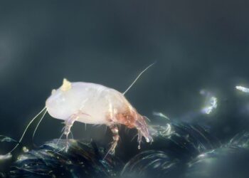 FDA Expands Dust Mite Drug For Use In Young Children