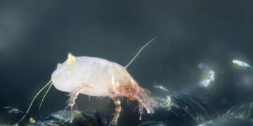 FDA Expands Dust Mite Drug For Use In Young Children