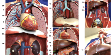 Organ Health Found To Predict Dementia And Cancer