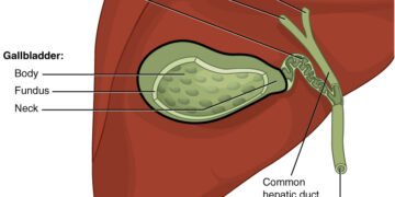 What Is The Primary Function Of The Gallbladder In The Digestive System?