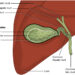 What Is The Primary Function Of The Gallbladder In The Digestive System?