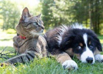 Discover The Incredible Healing Power Of Pets
