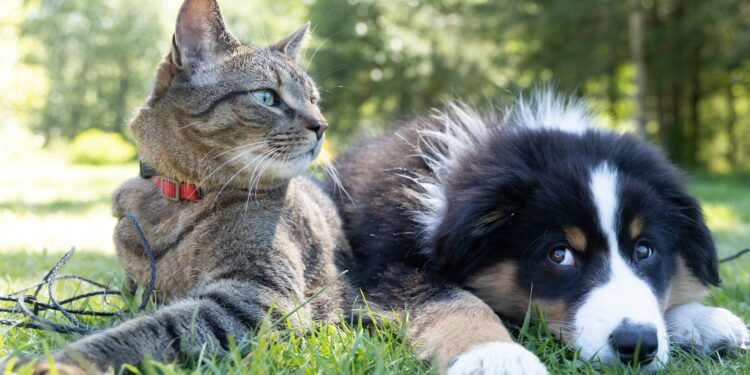Discover The Incredible Healing Power Of Pets