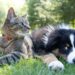 Discover The Incredible Healing Power Of Pets
