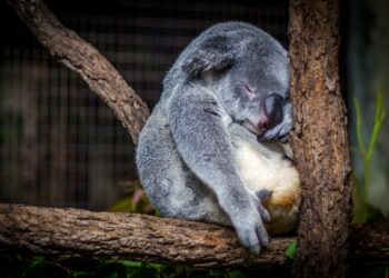 What Is The Rare Sleep Disorder Causing Sudden Daytime Sleep?