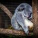 What Is The Rare Sleep Disorder Causing Sudden Daytime Sleep?