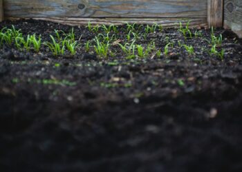 What Is The Term For The Disorder Of Eating Non-Food Substances?