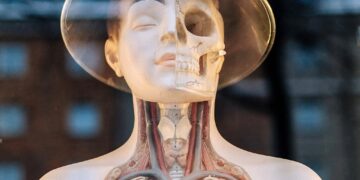 What Is The Body’s Largest Internal Organ By Mass?