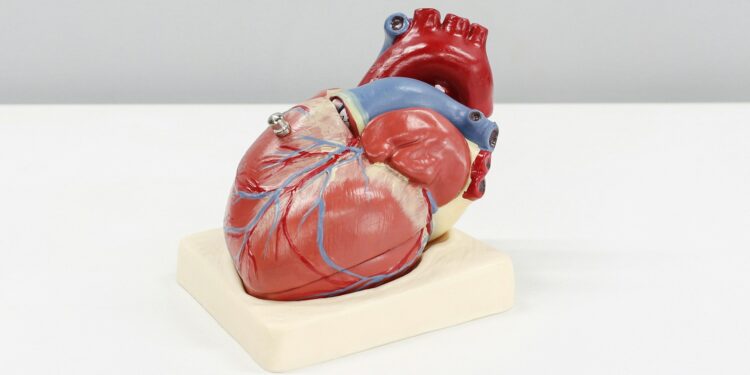 Which Type Of Muscle Is Found Only In The Walls Of The Heart?