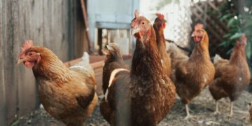 Death Risk Tied To Popular “Healthier” Protein