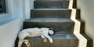 Which Rare Sleep Disorder Causes Sudden Sleep Attacks?