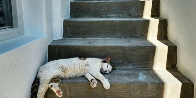 Which Rare Sleep Disorder Causes Sudden Sleep Attacks?