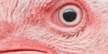 Bird Flu’s Rapid Evolution Poses New Threats To Humans