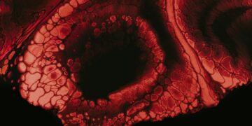 Which Component Of The Blood Is Primarily Responsible For Clotting?