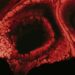 Which Component Of The Blood Is Primarily Responsible For Clotting?