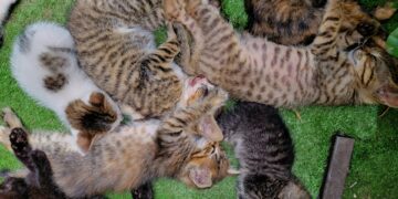 Furry Companions Rival Friends In Boosting Joy