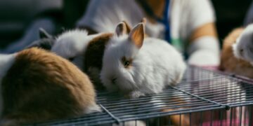 Animal Testing Era Nears End