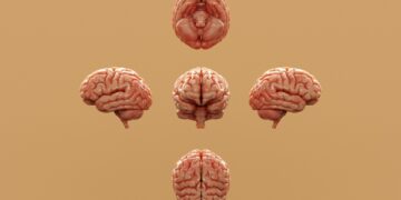 What Is The Primary Role Of Myelin In The Nervous System?