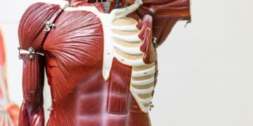 Which Organ Stores The Majority Of The Body’s Vitamin A Reserves?