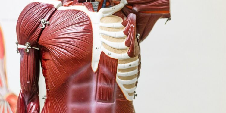 Which Organ Stores The Majority Of The Body’s Vitamin A Reserves?