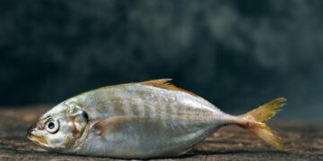 The Fatty Acid Quietly Transforming Kids’ Brains And Behavior