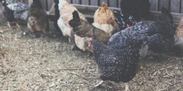 Poultry Pets Linked To Dangerous Salmonella Spread