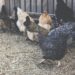 Poultry Pets Linked To Dangerous Salmonella Spread