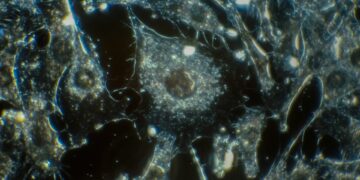 What Part Of The Cell Makes Energy?