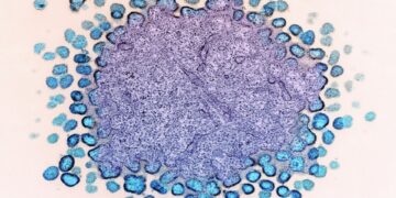 Which White Blood Cell Fights Parasitic Infections?