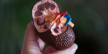 Which Hormone Makes Kidneys Retain Water And Raise Blood Pressure?