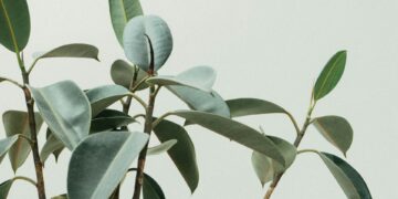 Which Plant Compound Mimics Estrogen And Affects Hormones?