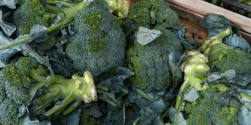 Which Nutrient Is Mainly Absorbed In The Terminal Ileum?