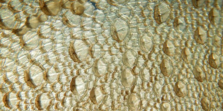 Fish Skin Used To Treat Life-Threatening Infant Wound