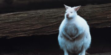 What Is A Major Health Risk Associated With Excess Visceral Fat?