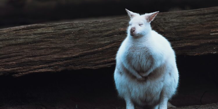 What Is A Major Health Risk Associated With Excess Visceral Fat?