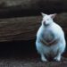 What Is A Major Health Risk Associated With Excess Visceral Fat?