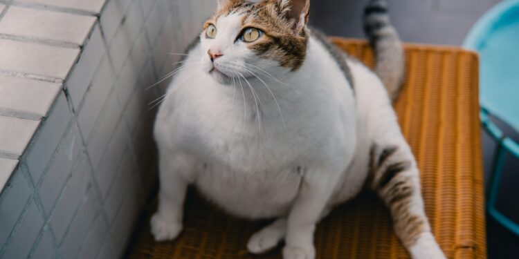 Which Hormone From Fat Tissue Helps Regulate Glucose?