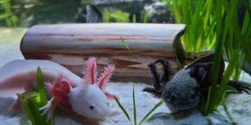 Smiling Salamanders That Could Change Medicine Forever