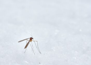 State Reports First West Nile Case Of 2025